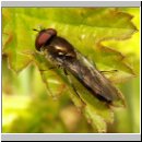Platycheirus albimanus - Schwebfliege m01.jpg